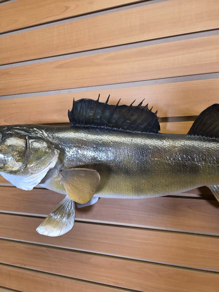 FHCM57 -28" Walleye Real Skin Fish Taxidermy