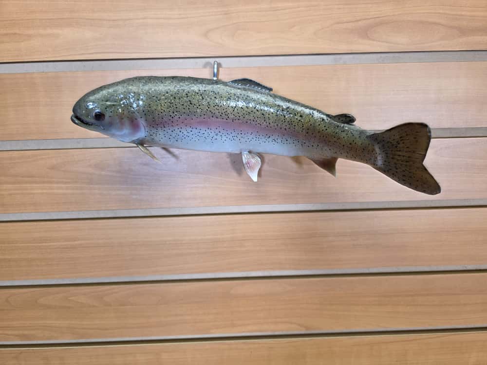 FHCM35 - 12" Rainbow Trout Real Skin Fish Taxidermy