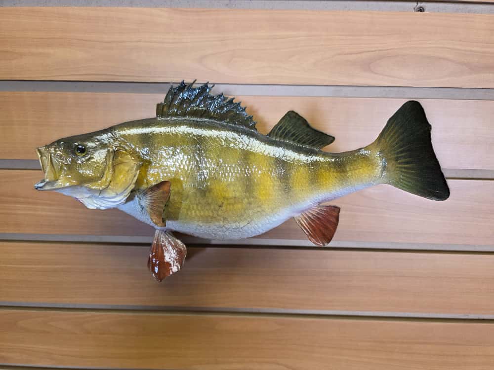 FHCM31 - Perch 12” real skin taxidermy mount