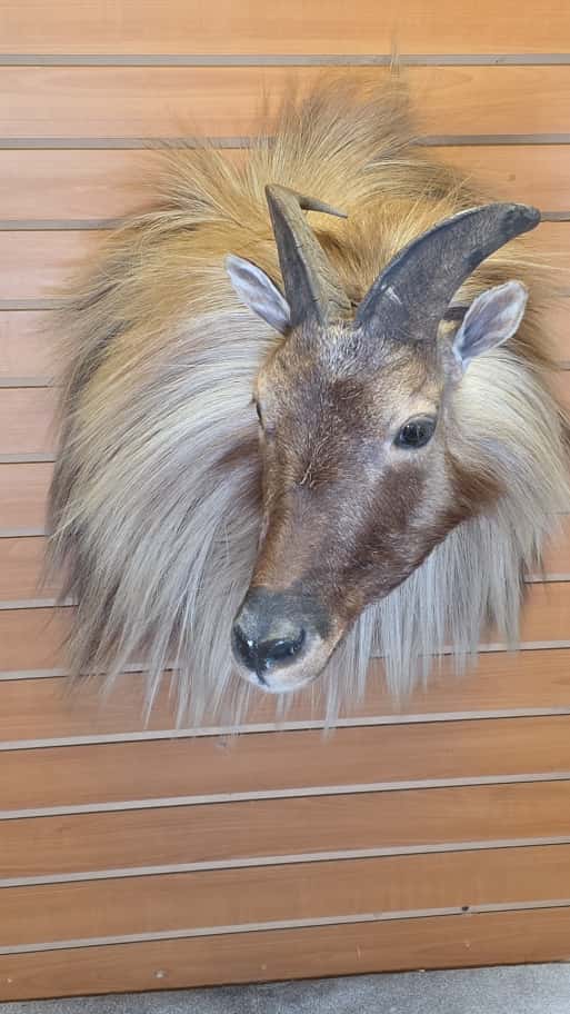 FHCM43 - Tahr taxidermy wall mount