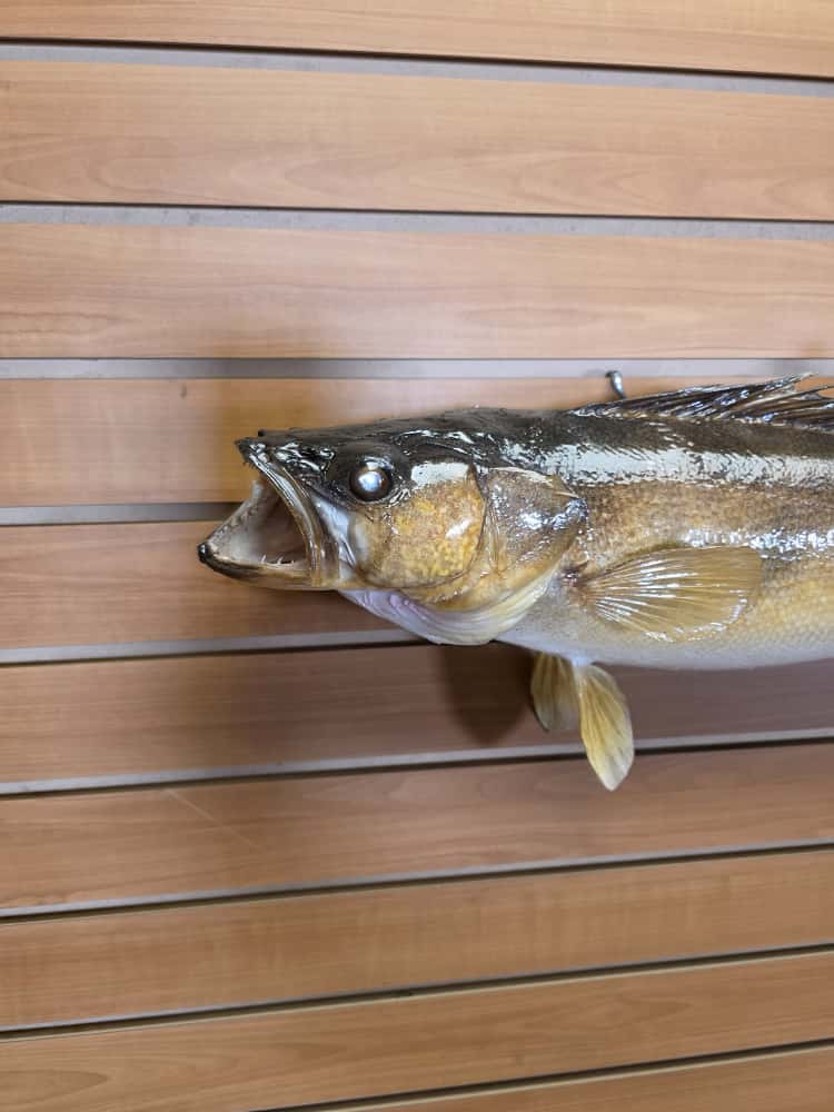 FHCM36 - 25” real skin walleye fish taxidermy mount