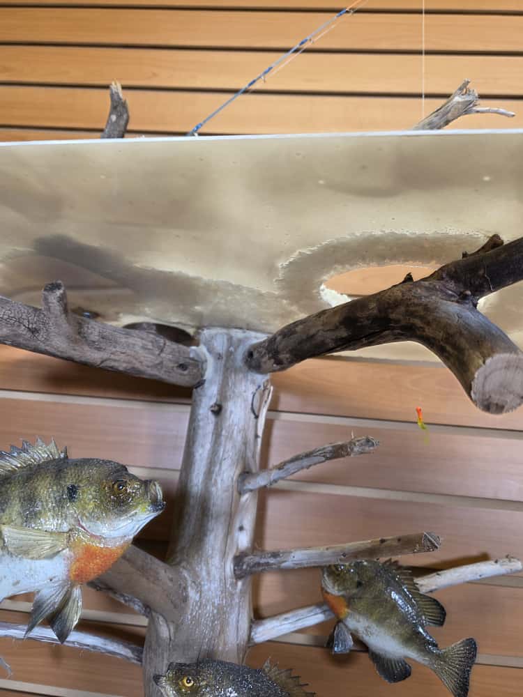 JTV267 - ice fish bluegill skin taxidermy mount