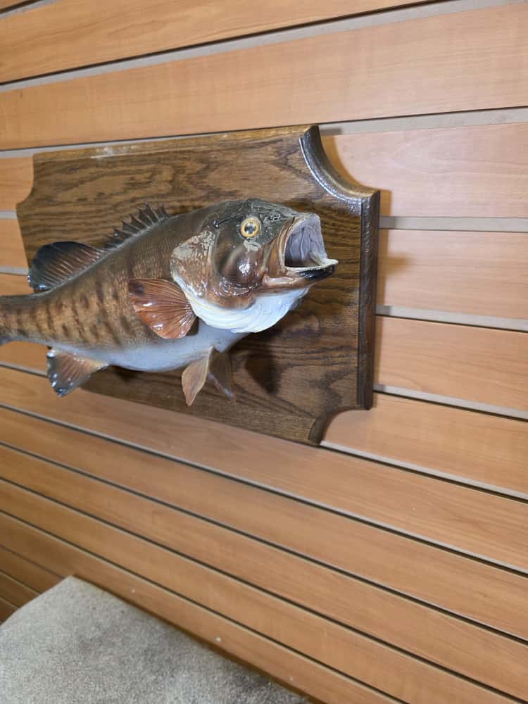 FHCM39 - real skin small mouth bass taxidermy mount