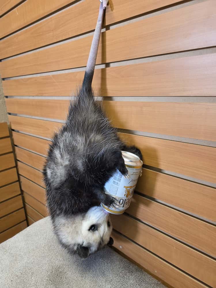 FHCM53 - hanging possum taxidermy mount