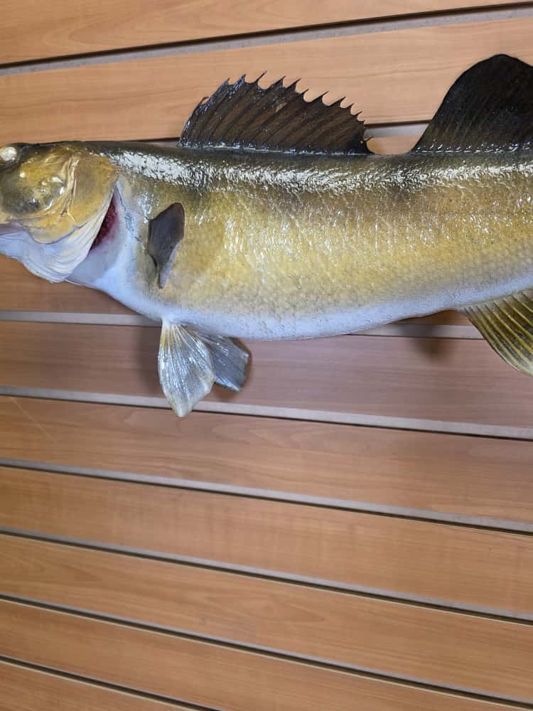 FHCM32 - 25” real skin walleye taxidermy mount