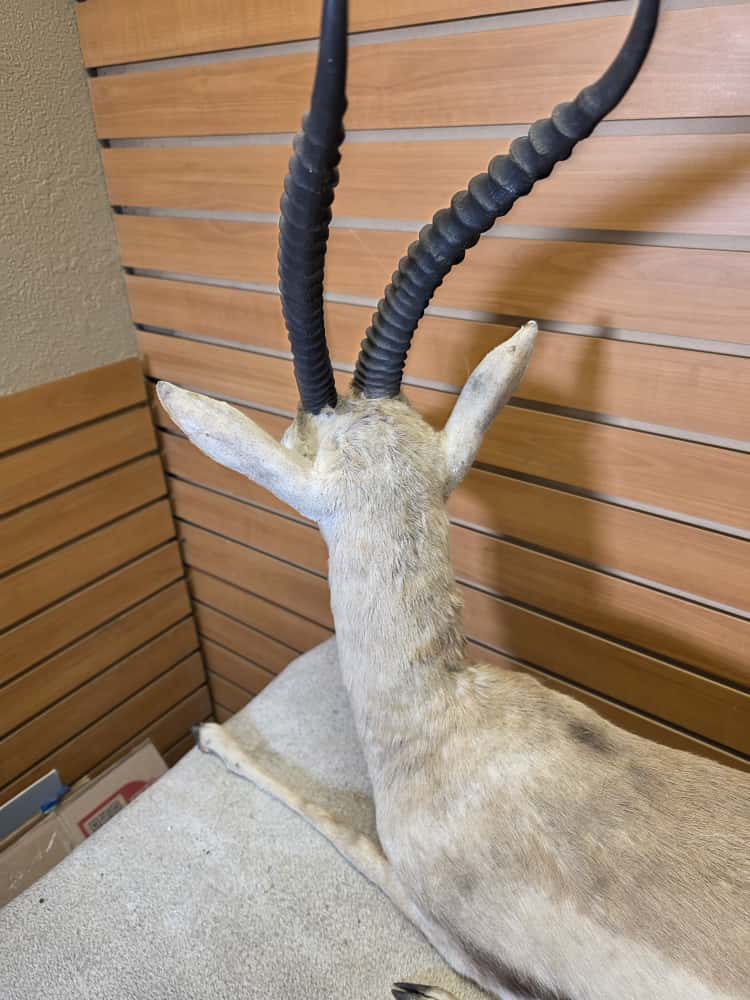 FHCM45 - Thompsons Gazelle Full Body Taxidermy Mount
