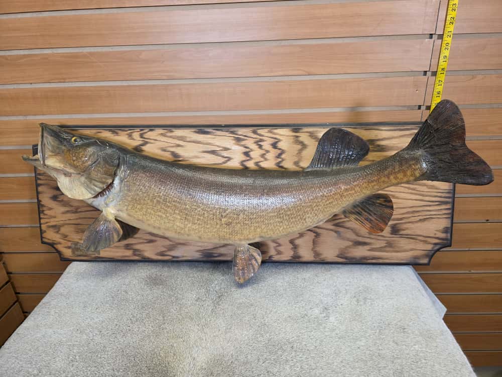 FHMN28 - real skin northern pike 39” fish taxidermy