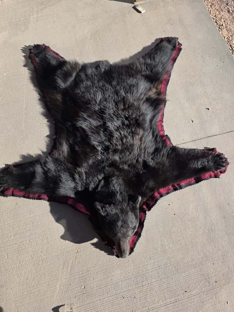 FHCM50 - premium Black Bear Rug Taxidermy