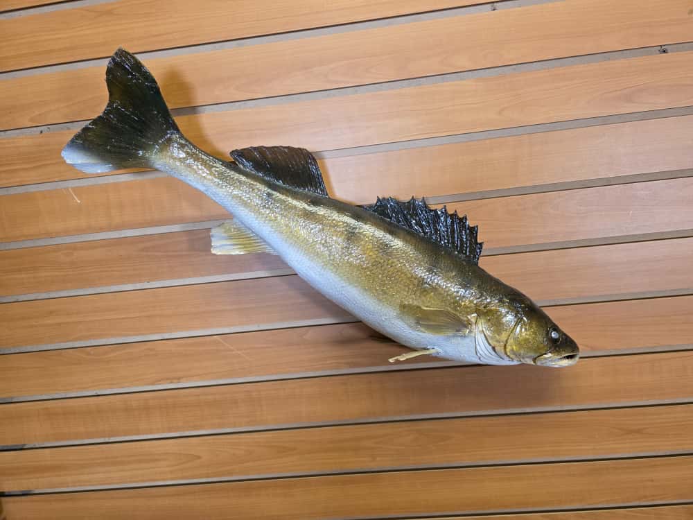 FHCM41 - 27” real skin Walleye taxidermy mount