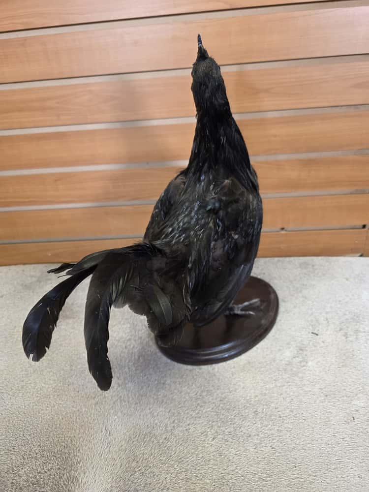 FHCM42 - small Black chicken Cemani taxidermy mount