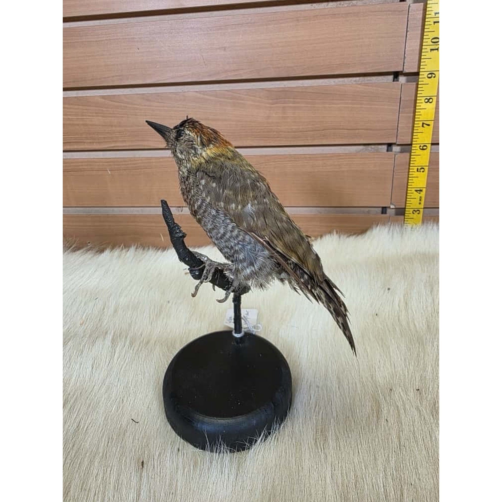 SPL1 - Zoo Raised Golden Collared Woodpecker Taxidermy Mount