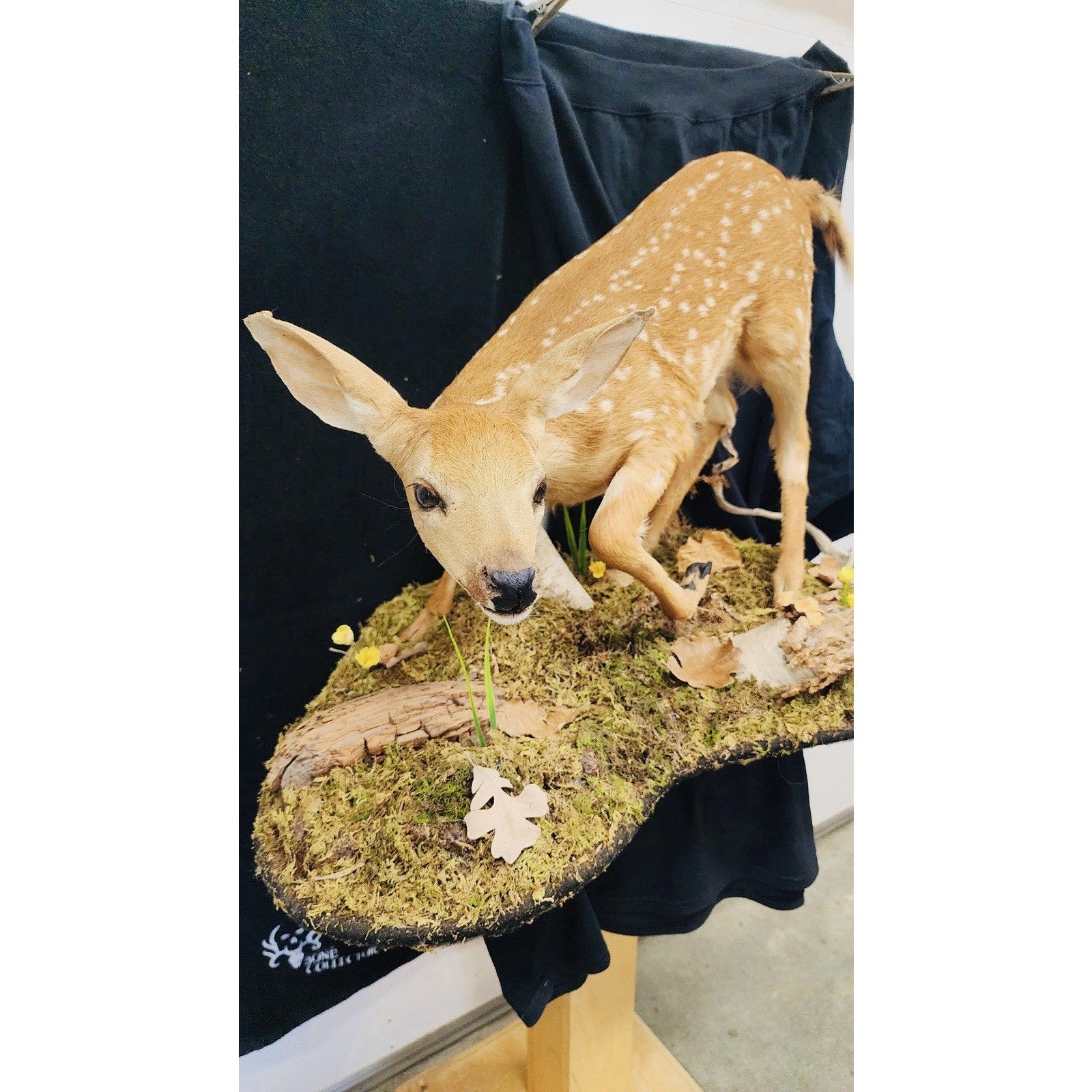 FHFAWNBRAD2 - Baby Deer Fawn tiny taxidermy mount