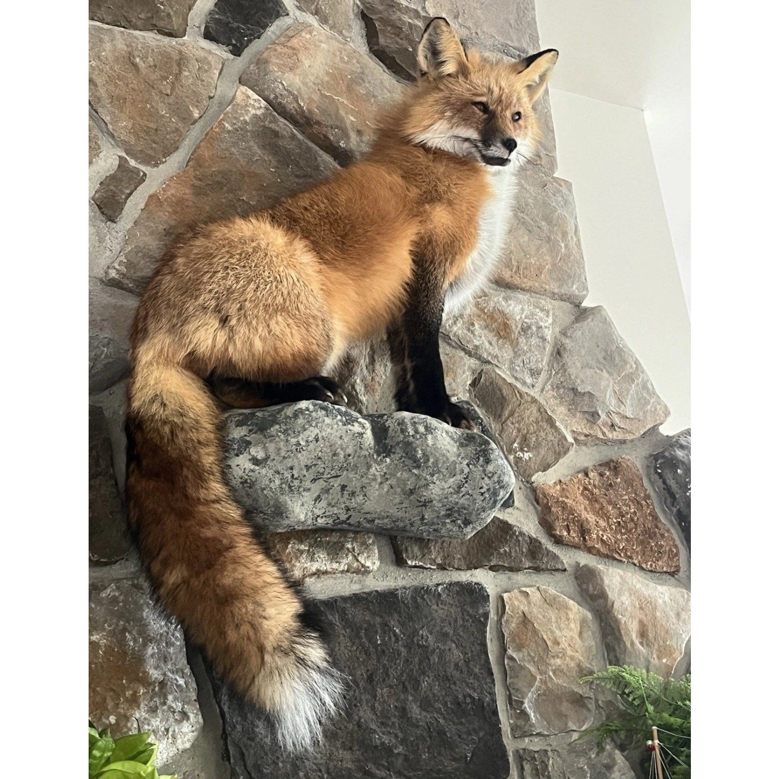 FHWA0727 - Red Fox Taxidermy Full Body Mount