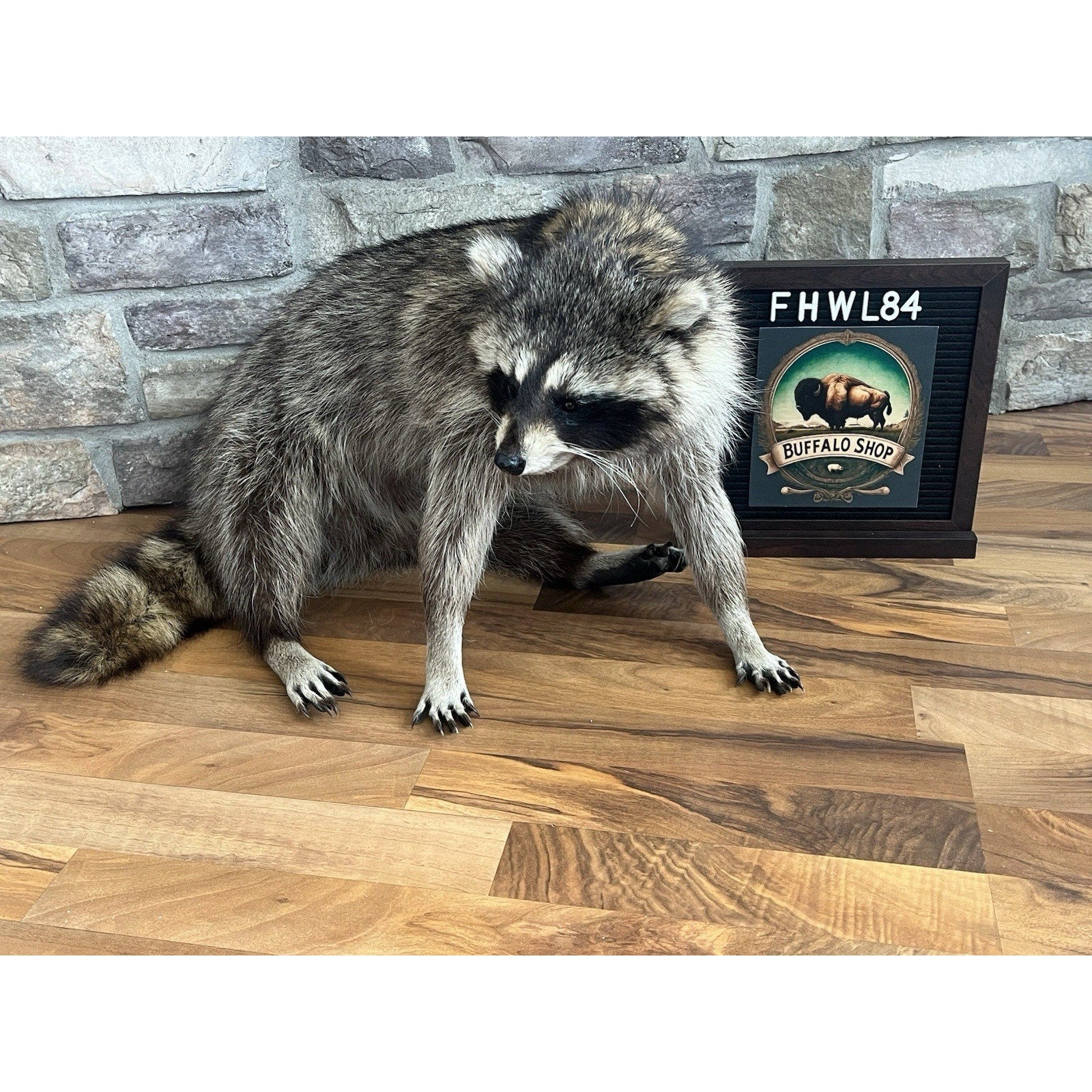 FHWL82 - Fat Raccoon Taxidermy Mount