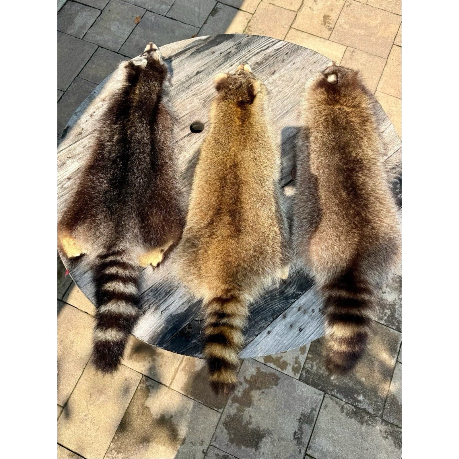FHBD0826R2 -lot of Premium Raccoon Pelts
