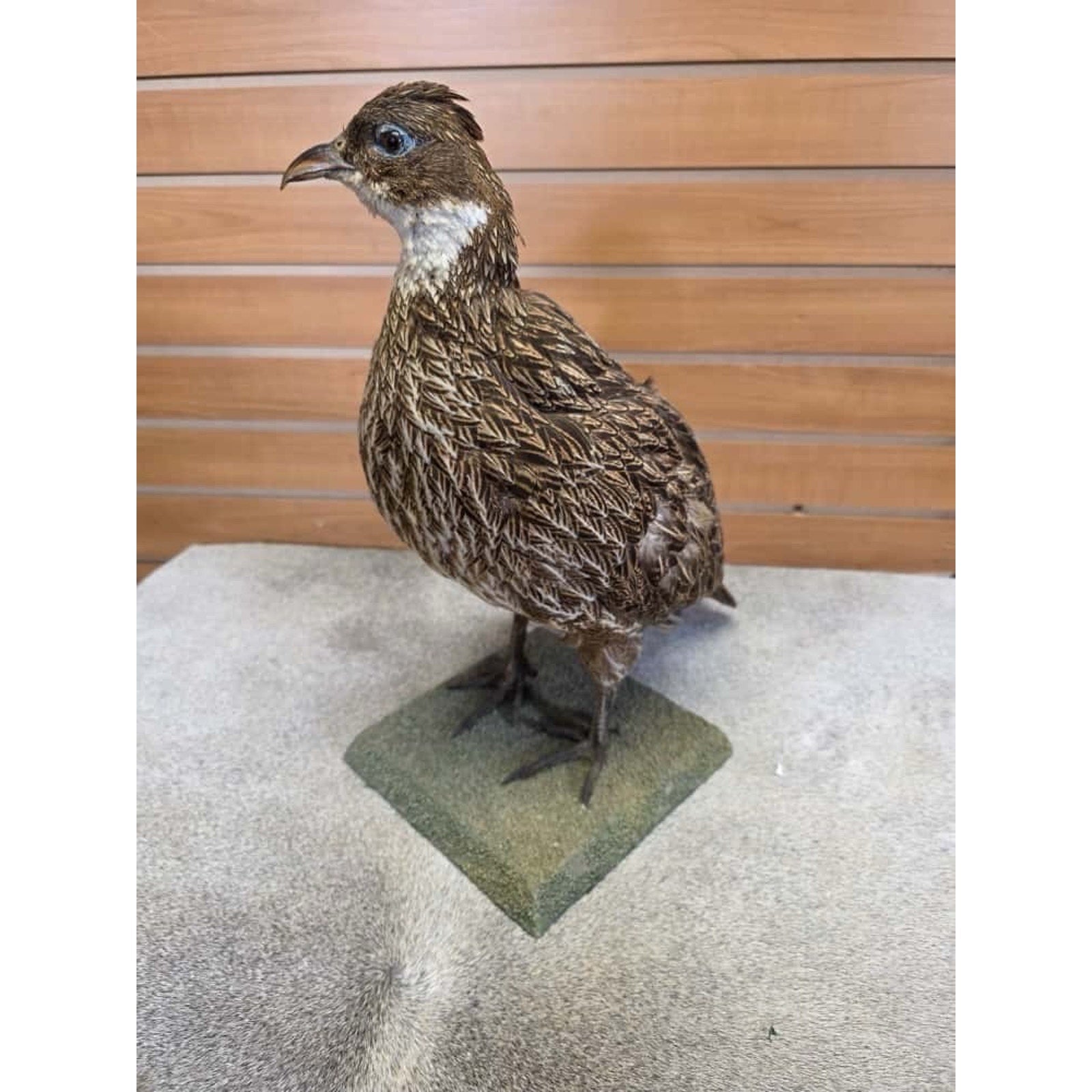 JTV253 - impeyan hen farm raised Taxidermy Mount