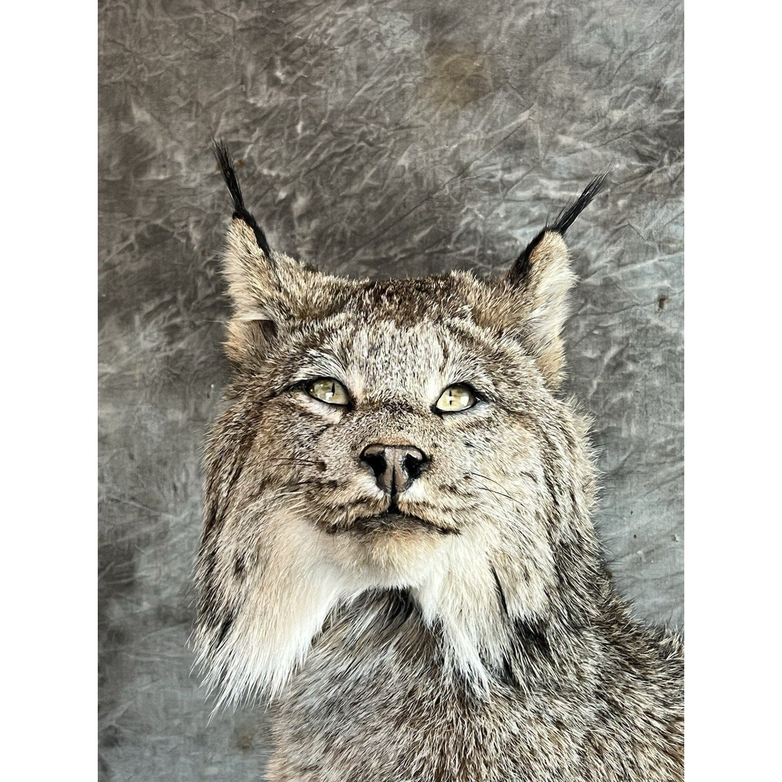 FHWL35 - Alaskan Lynx Taxidermy Full Body Mount Prime Fur
