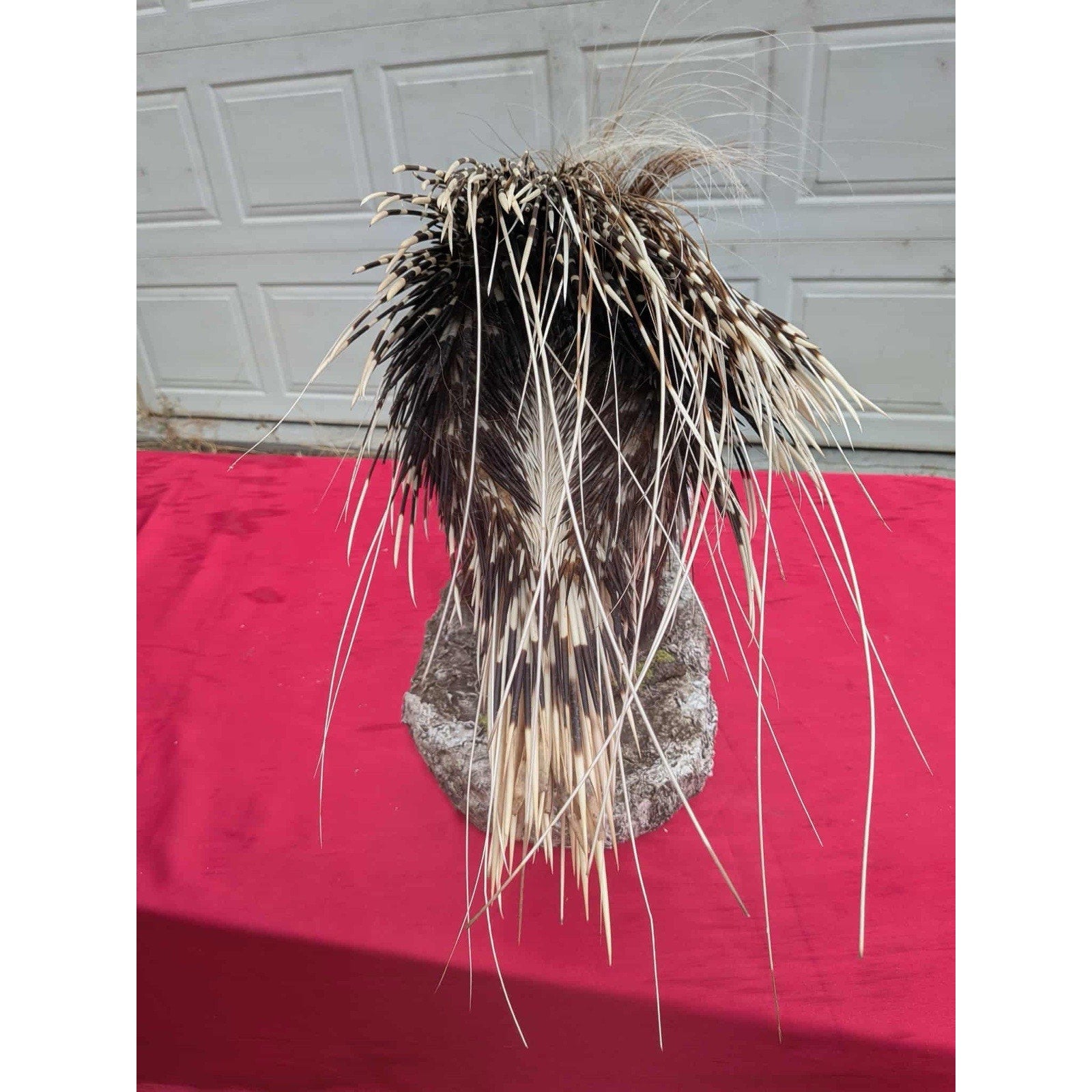 FHPAT747 - Premium African Crested Porcupine Taxidermy Mount