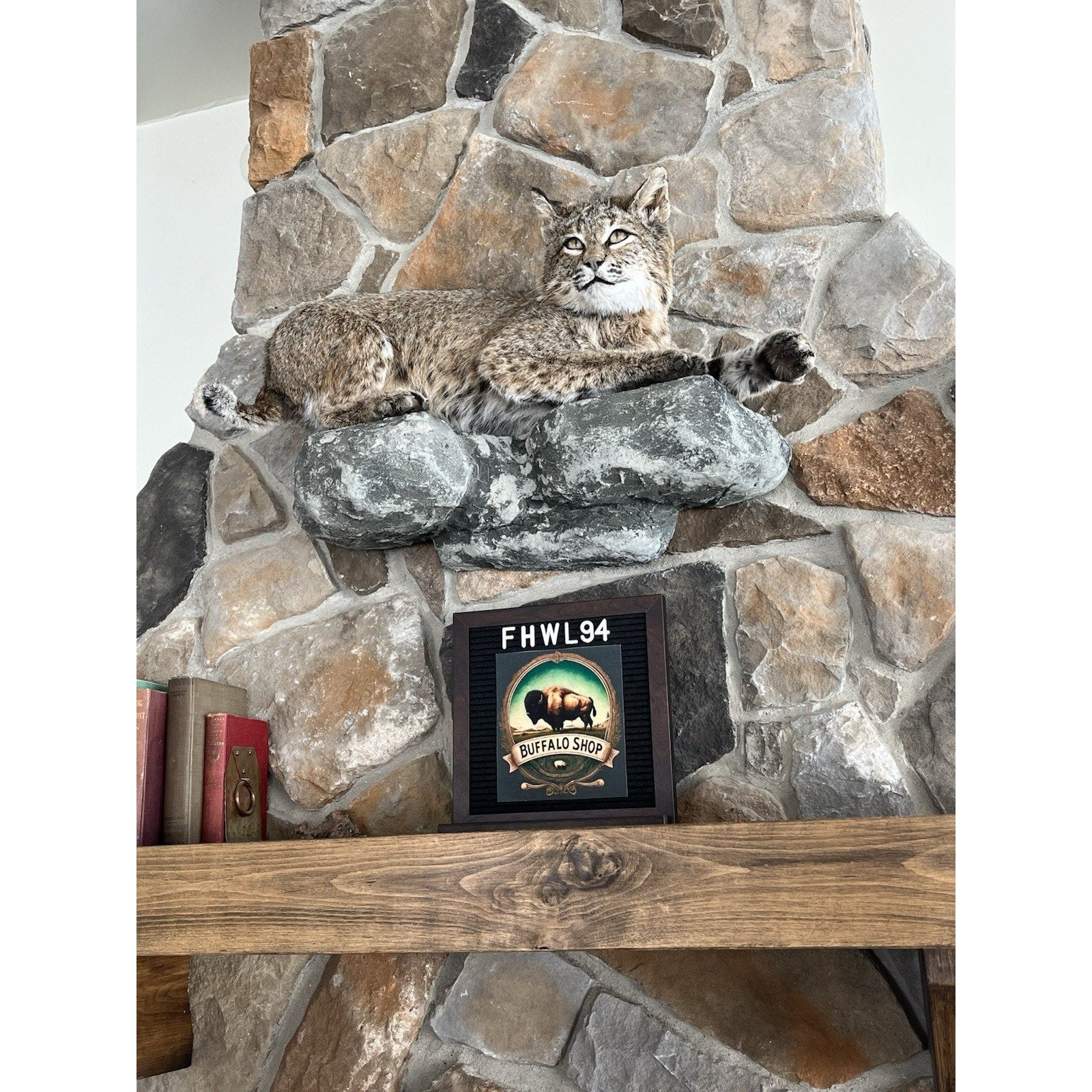 FHWL94 - Bobcat Taxidermy Full Body Mount