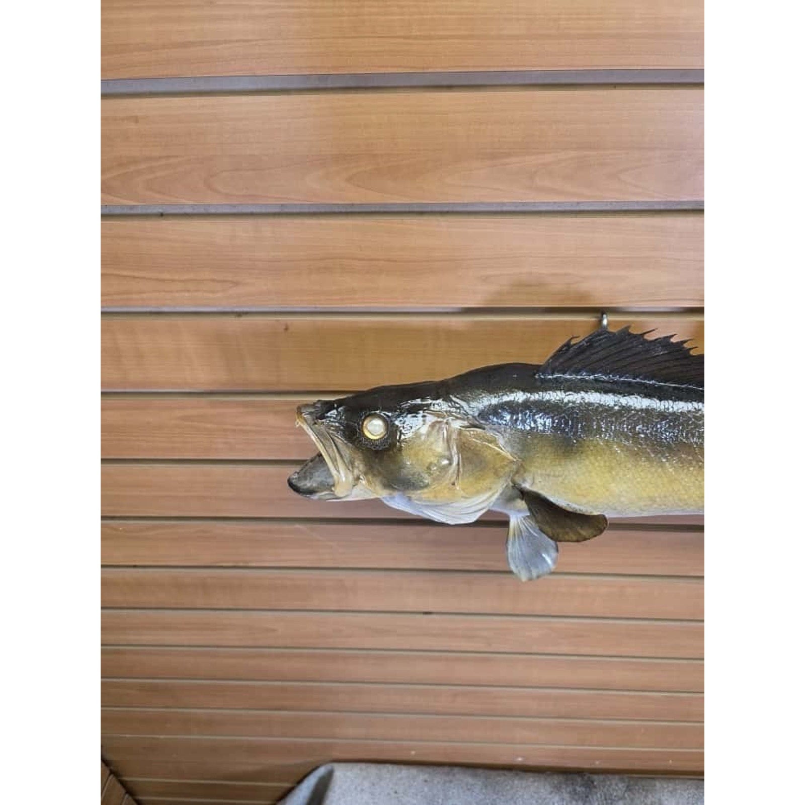 FHCM32 - Real Skin 24” Walleye Fish Taxidermy Wall Mount