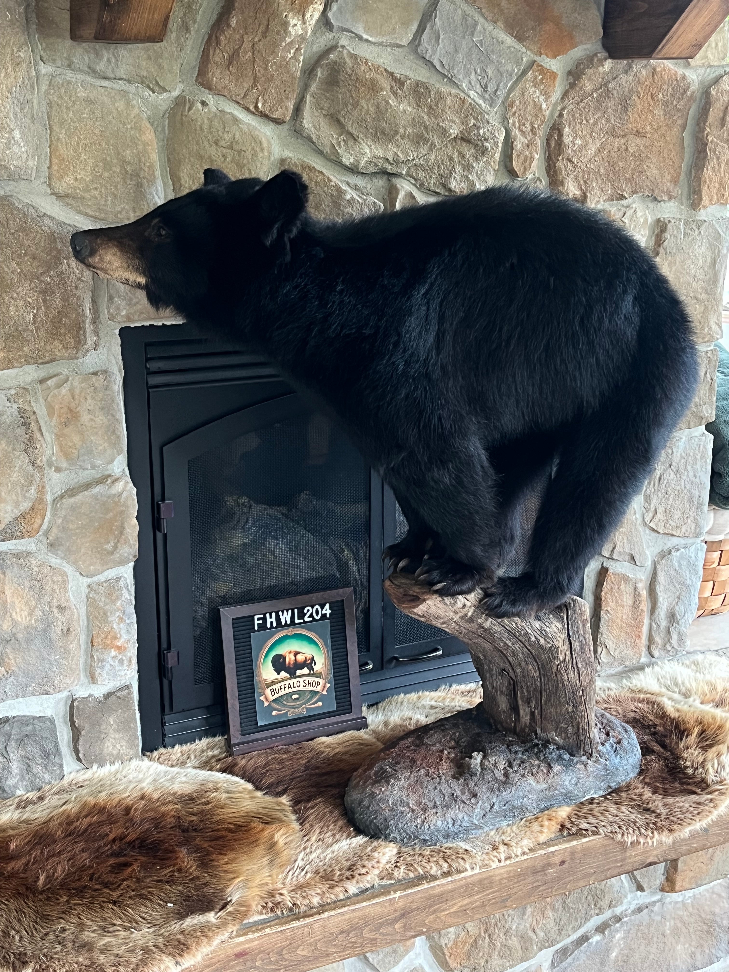 FHWL204 - Yearling Black Bear Cub Full Body taxidermy mount