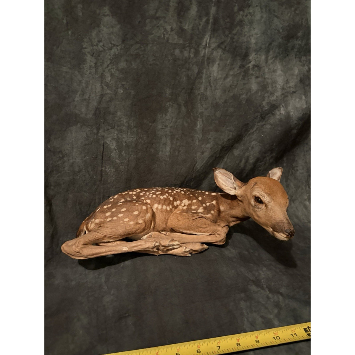 FHBRAD739 - Fawn Lifesize Taxidermy Mount Baby Deer