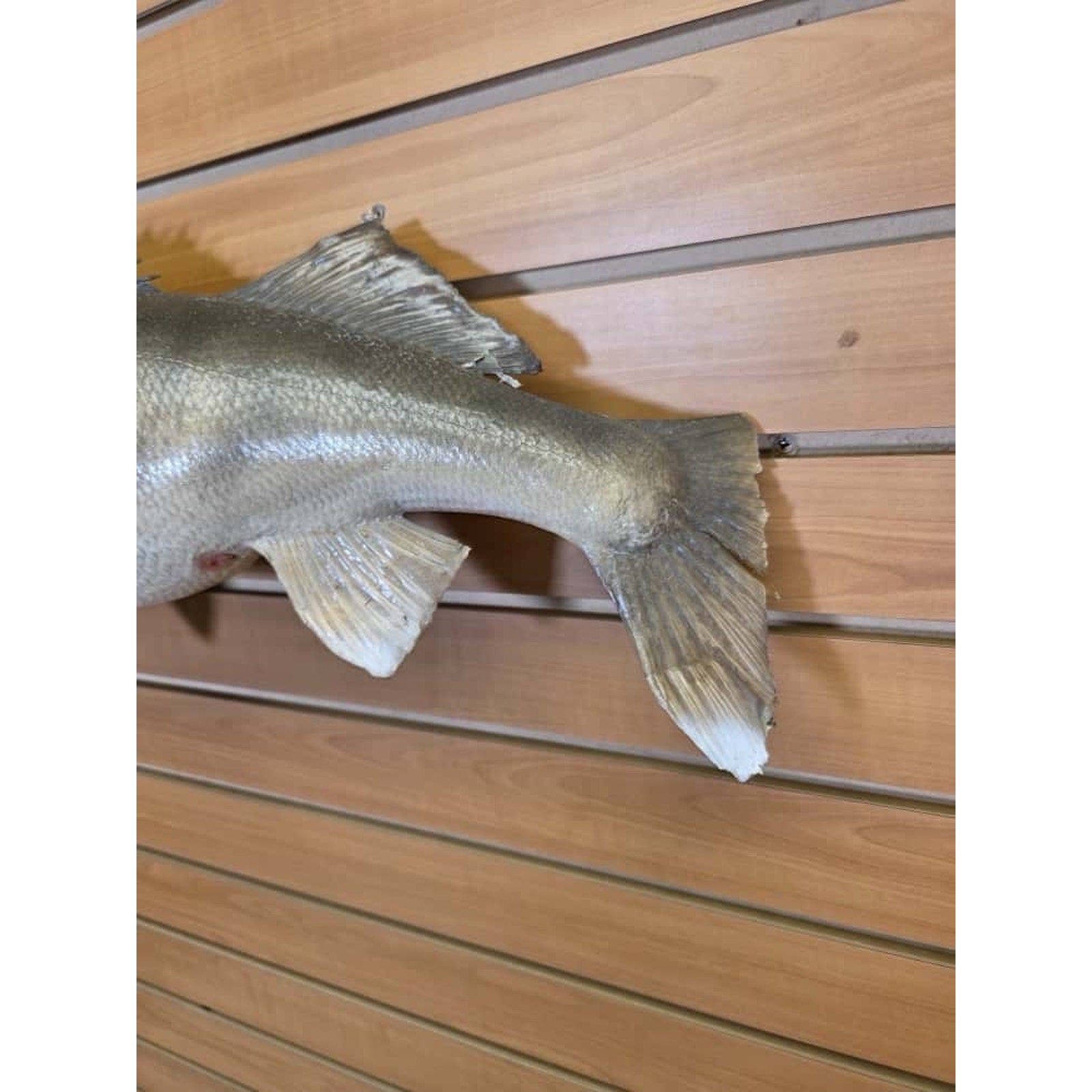 JTV217 - Real Skin Walleye Fish Taxidermy Mount 25”
