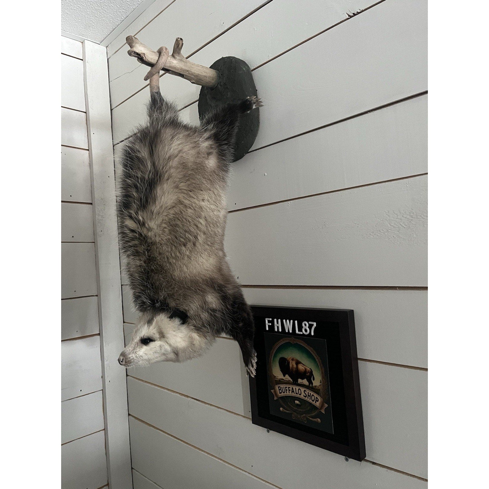 FHWL87 - Fat Opossum Hanging Taxidermy Full Body Mount