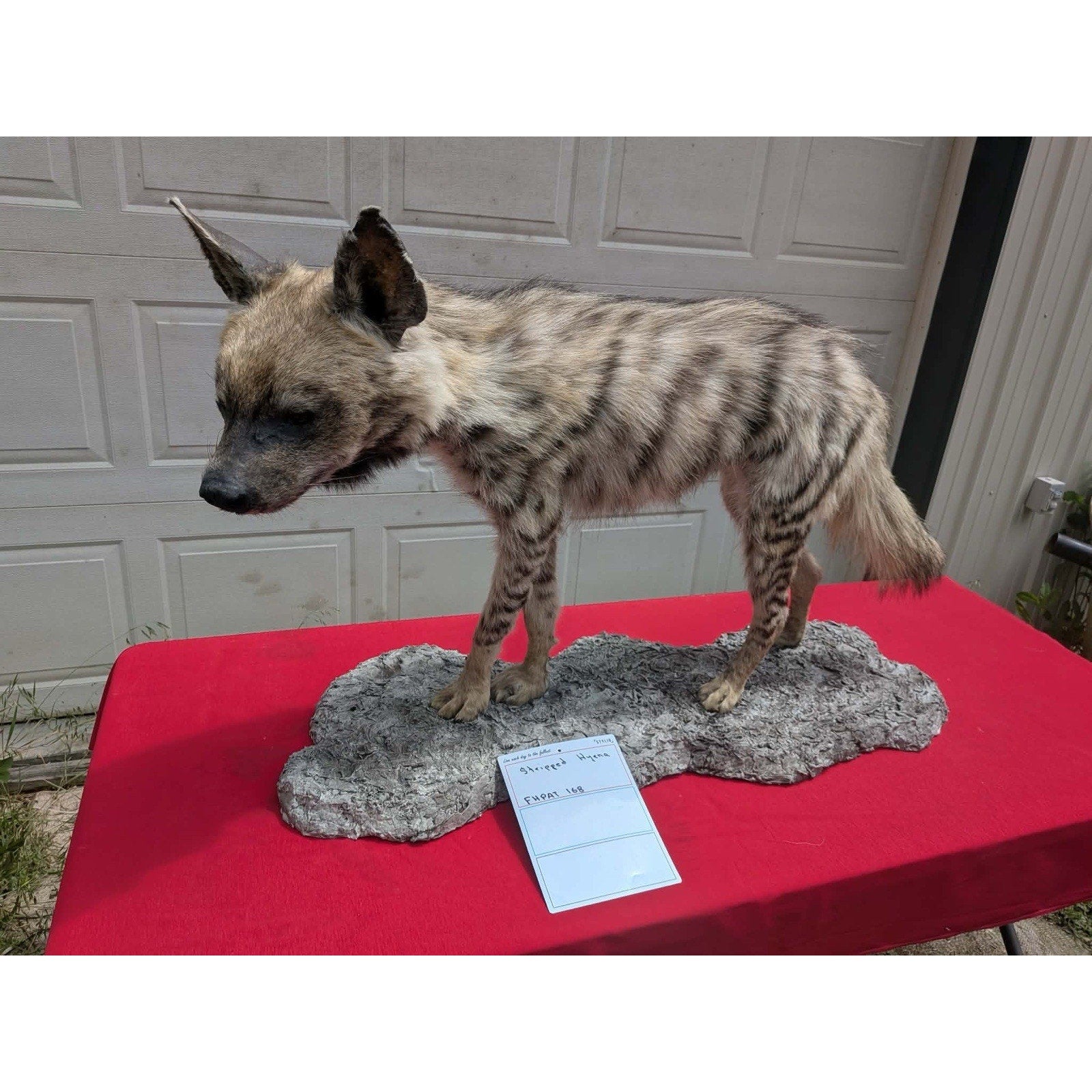 FHPAT168 - Striped hyena Super Rare New Taxidermy Mount