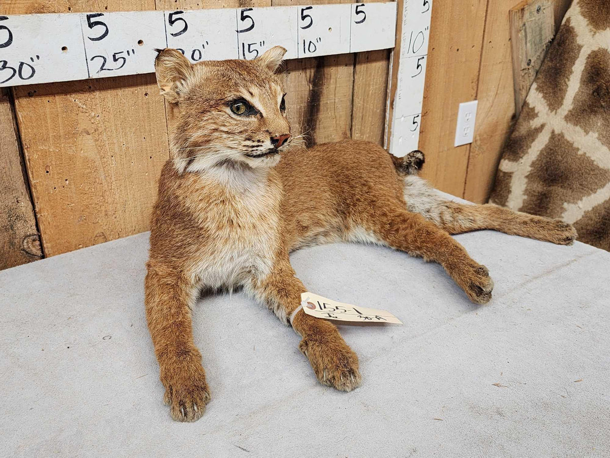 FH30A - Bobcat Full Body Taxidermy Mount