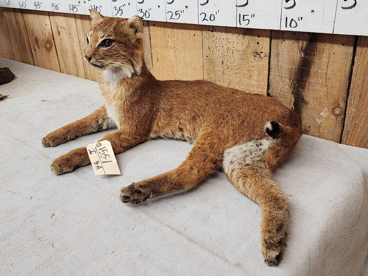 FH30A - Bobcat Full Body Taxidermy Mount
