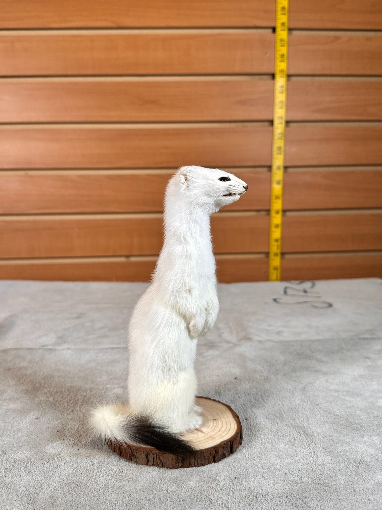 FHWEAS29 - Beautiful Adorable Weasel Ermine Small Animal Taxidermy