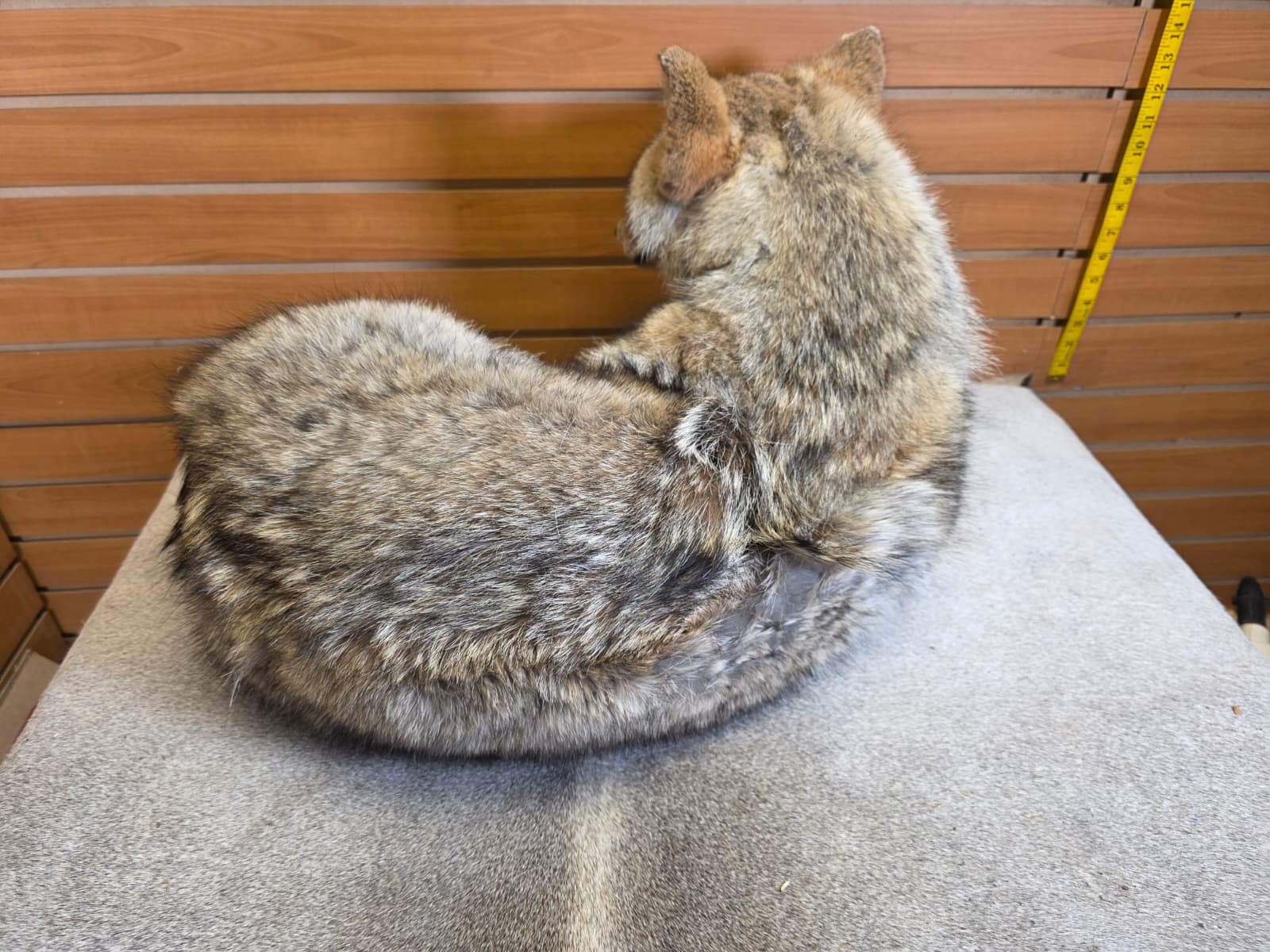 KMCY20 - Full-Body Coyote Taxidermy Mount