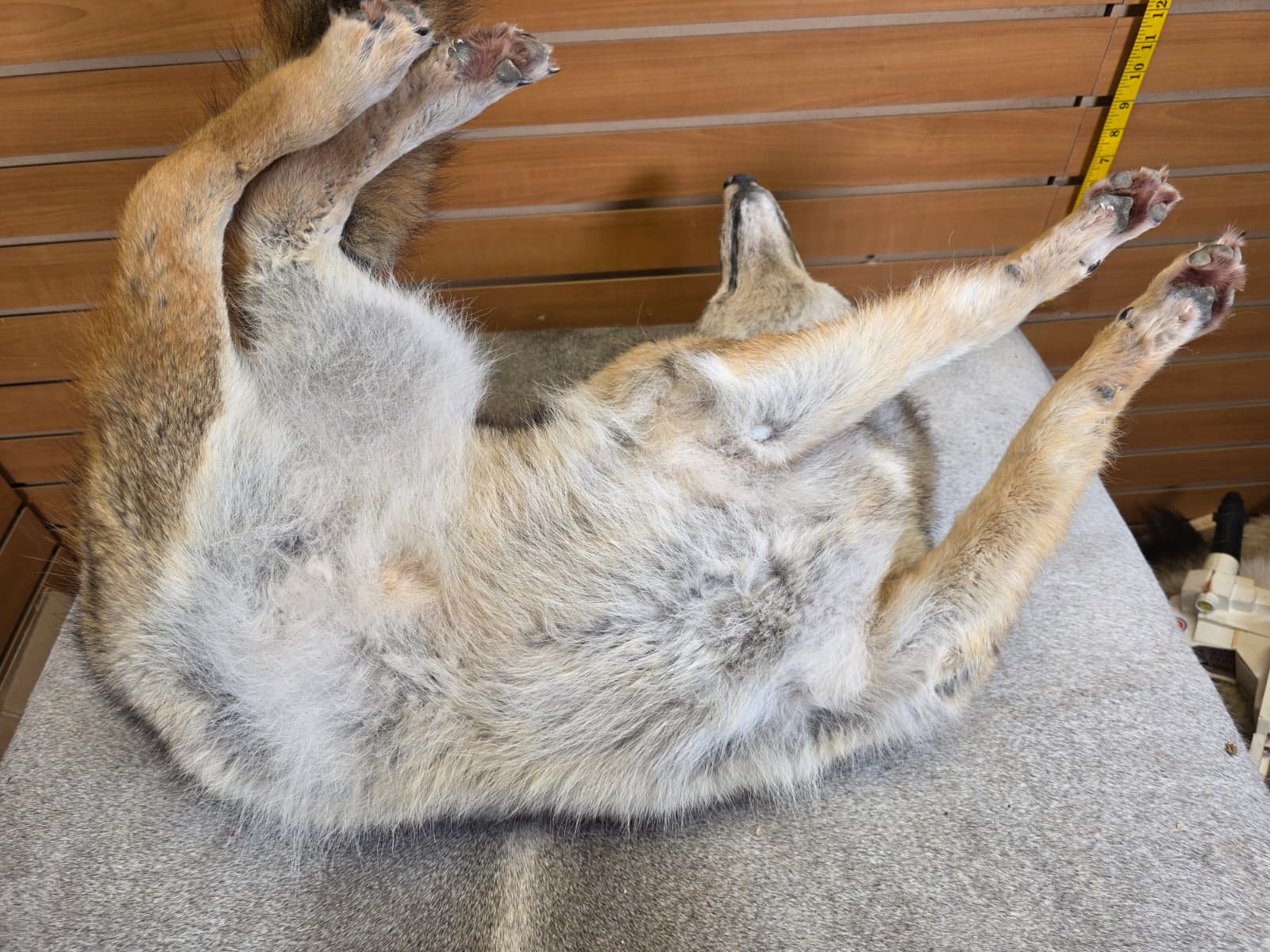 KMCY13 - Full-Body Coyote Taxidermy Mount