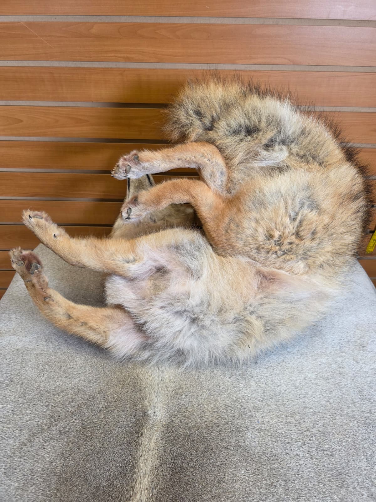 KMCY10 - Full-Body Coyote Taxidermy Mount