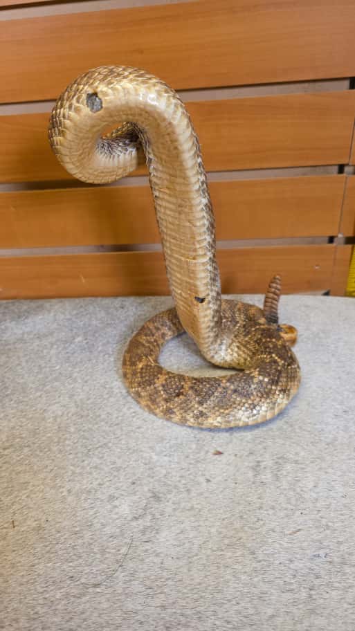 JTV281 - Western Diamondback Rattlesnake – Full Body Mount