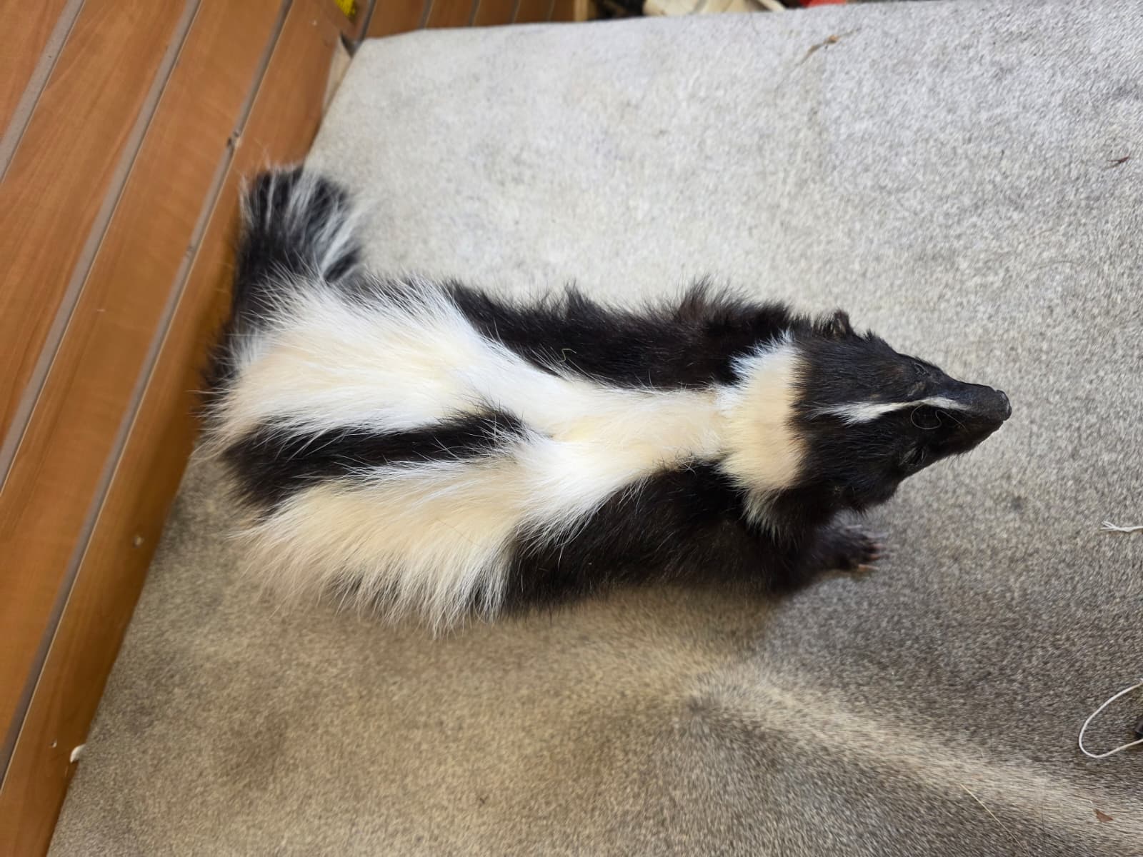 KMSK14 - Full-Body Skunk Taxidermy Mount