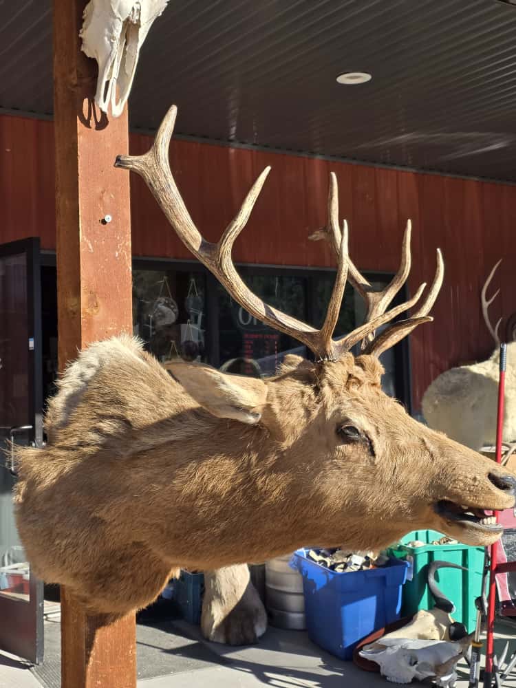 JTV297 - Elk Deer Head Taxidermy Mount