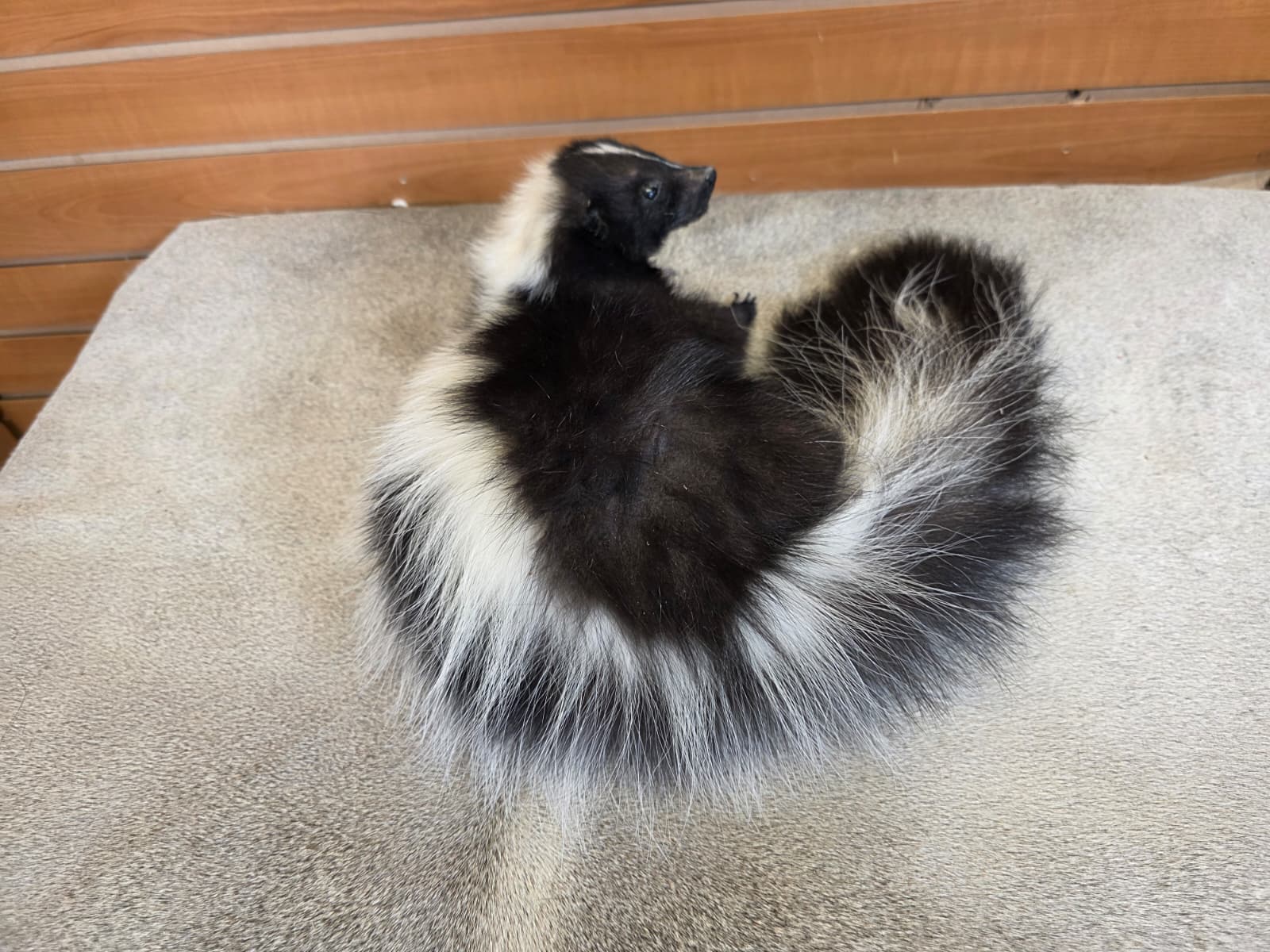 KMSK13 - Full-Body Skunk Taxidermy Mount