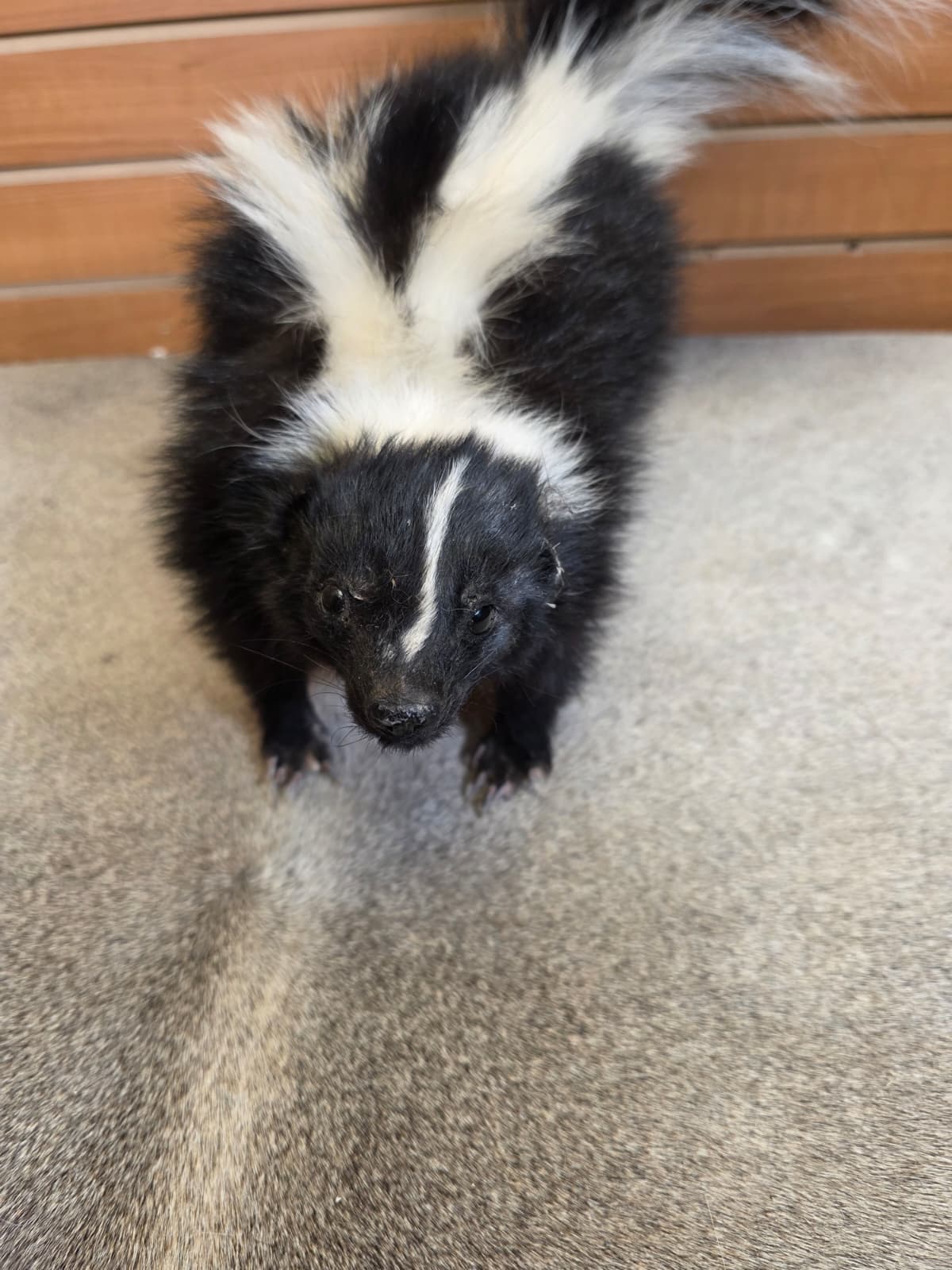 KMSK15 - Full-Body Skunk Taxidermy Mount
