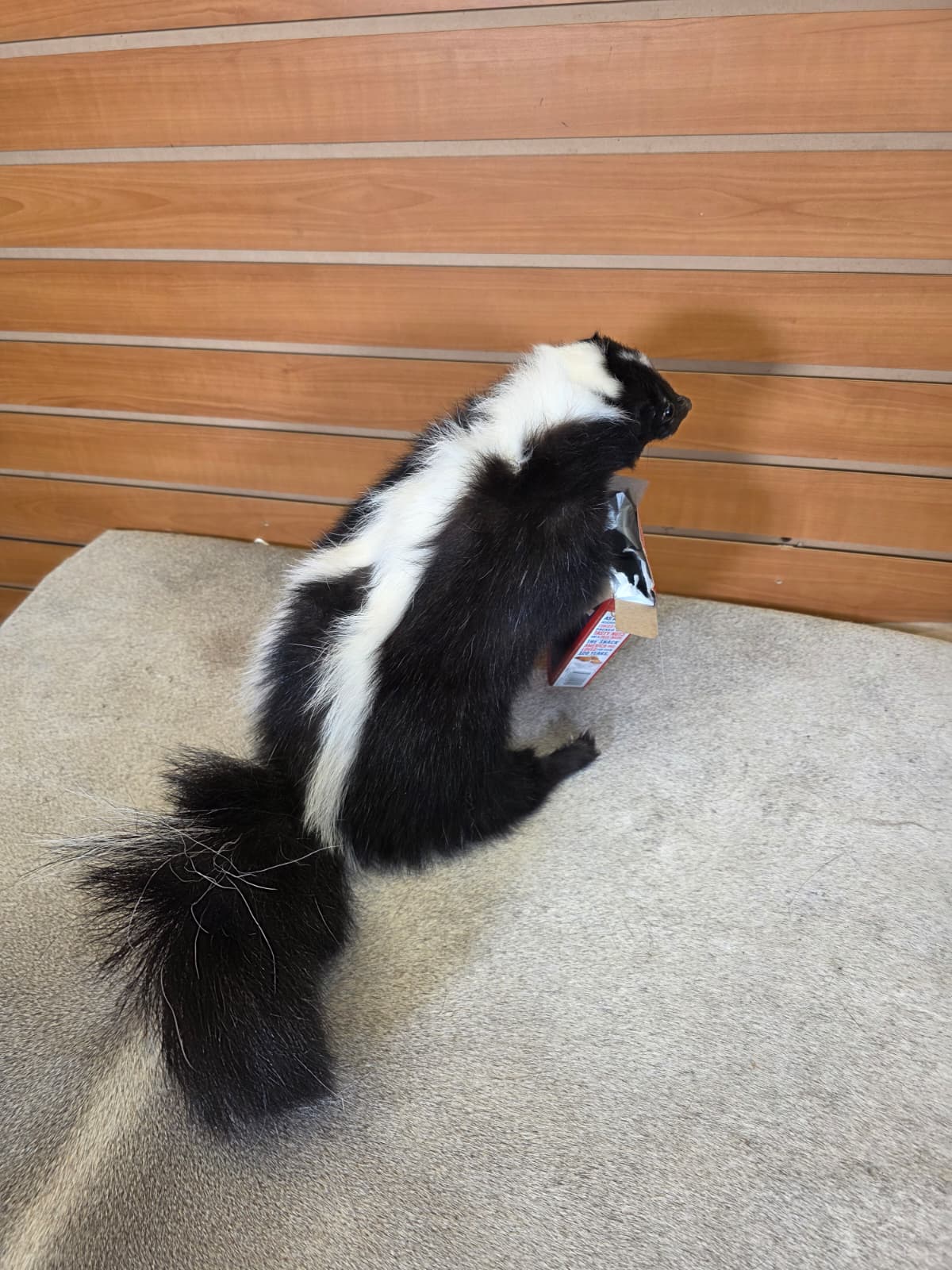KMSK35 - Full-Body Skunk Taxidermy Mount