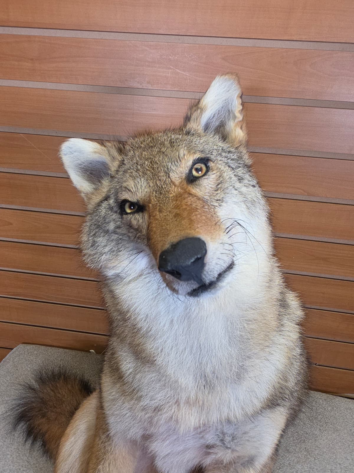 KMCY30 - Full-Body Coyote Taxidermy Mount