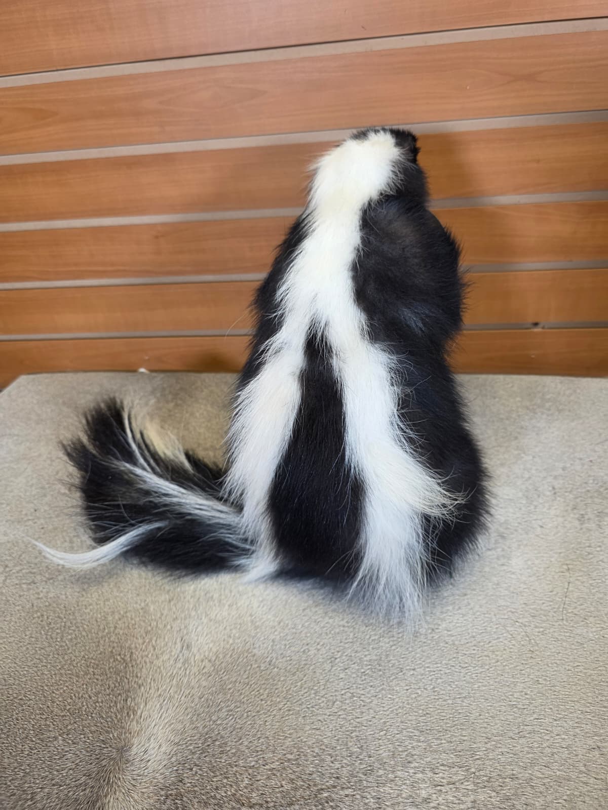 KMSK36 - Full-Body Skunk Taxidermy Mount