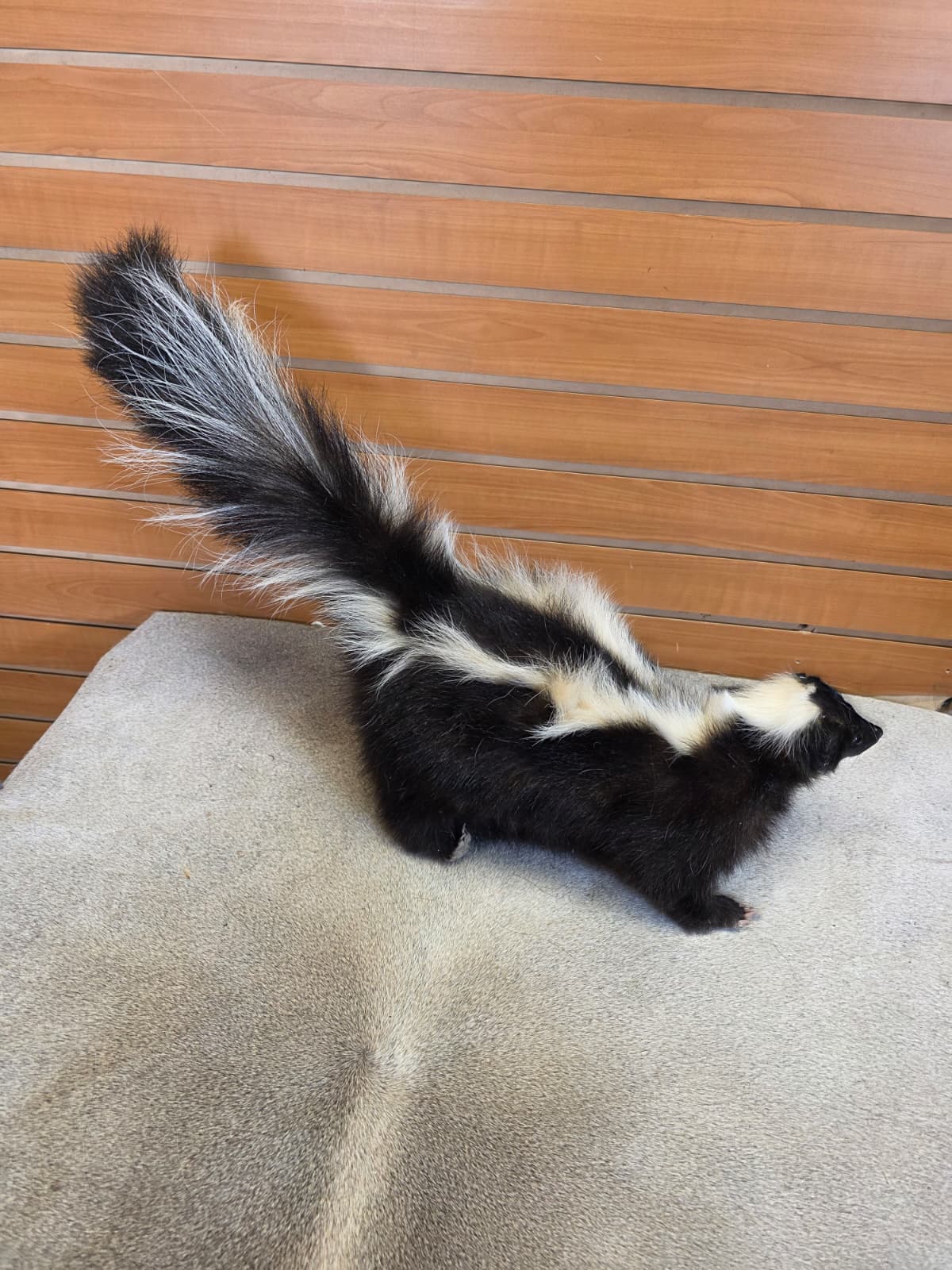 KMSK33 - Full-Body Skunk Taxidermy Mount