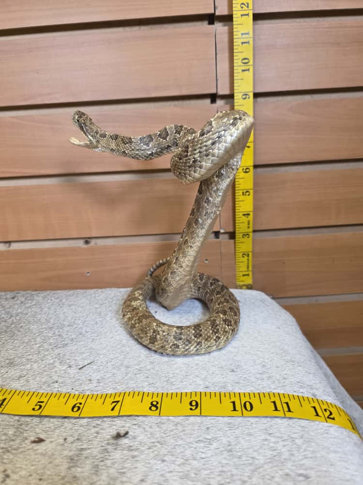 JTV282 - Prairie Rattlesnake – Full Body Mount
