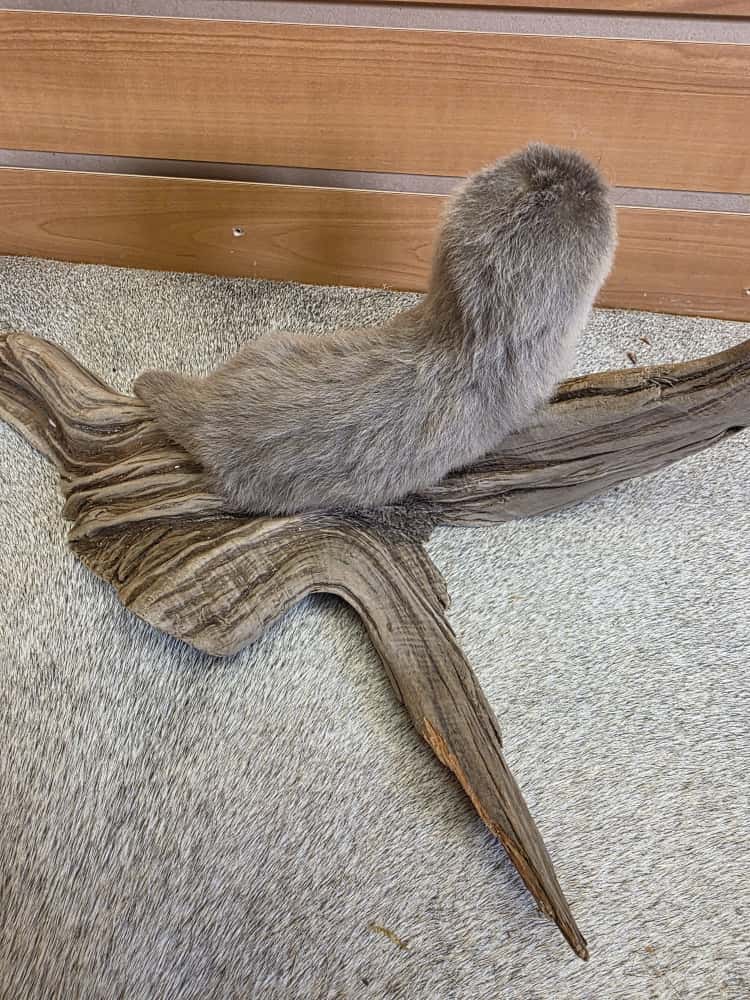 FHAB9 - Baby Otter Full Mount