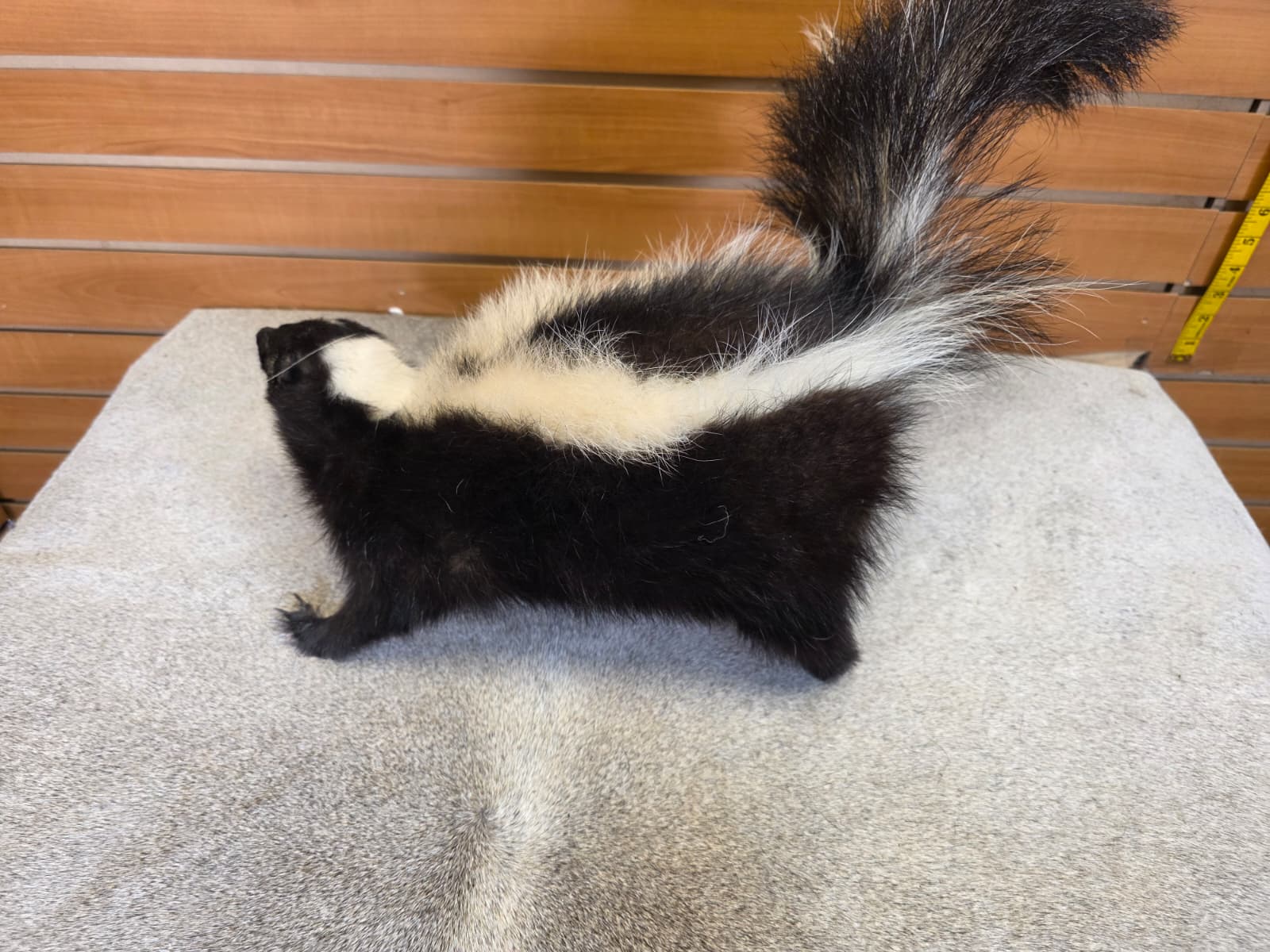 KMSK18 - Full-Body Skunk Taxidermy Mount