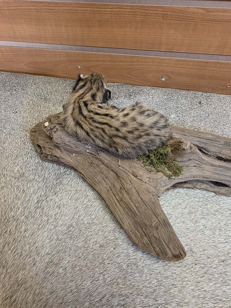 FHAB5 - Serval baby kitten Full body taxidermy Mount