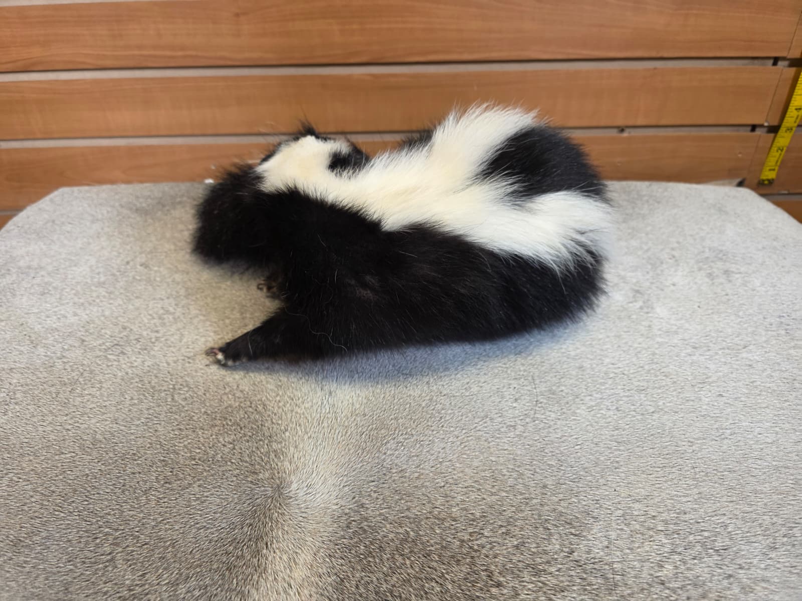 KMSK12 - Full-Body Skunk Taxidermy Mount