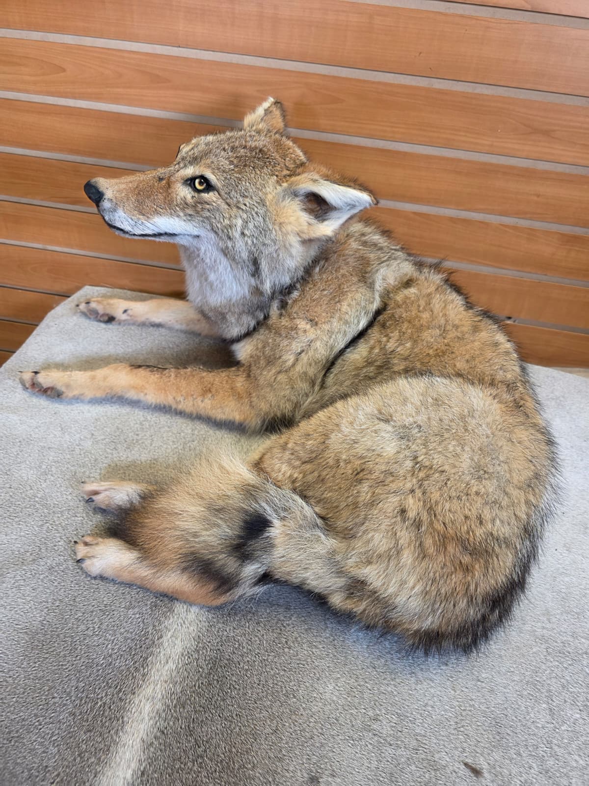 KMCY34 - Full-Body Coyote Taxidermy Mount